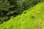 2014-07-05_Laengental-N-Hochweg (697). JPG